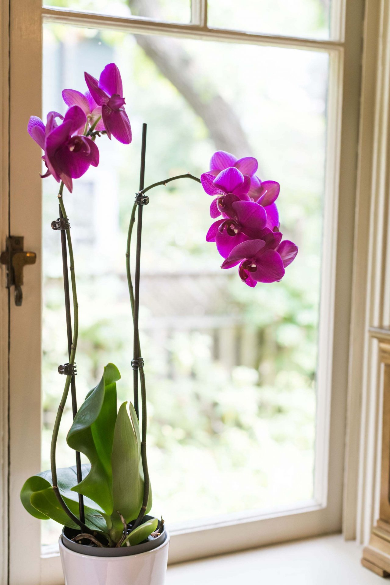 A close-up of purple orchids on the window sill of the sun room.