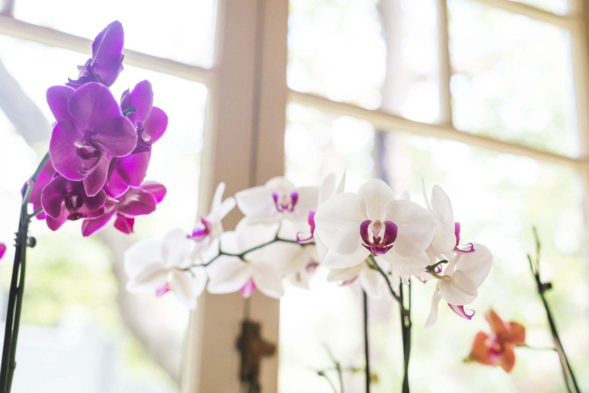 A close-up of purple and white orchids on the window sill of the sun room.