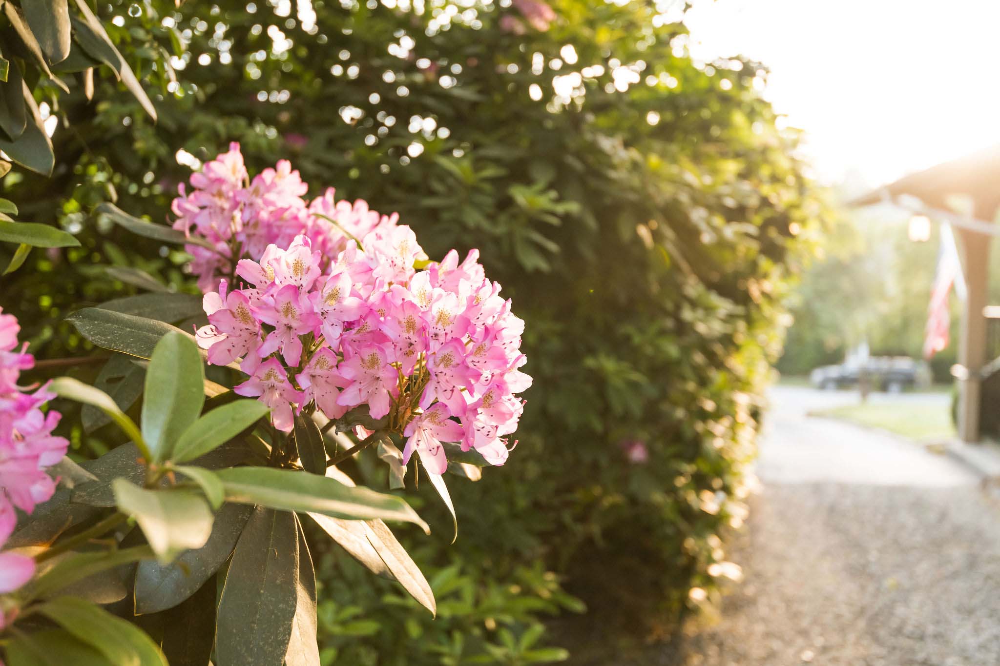 A close-up of a blooming rhododendron plant.