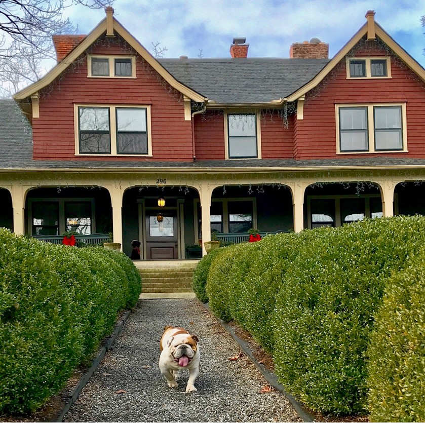 A bulldog walking down a path outside of 1900 Inn on Montford, an Asheville Bed & Breakfast