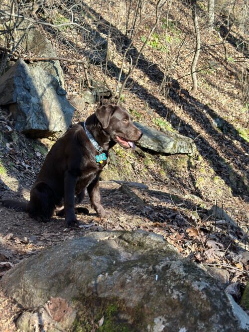 Asheville dog friendly hiking trails