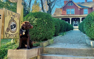 Tales from Our Pet Friendly B&B: The Adventures of Clementine