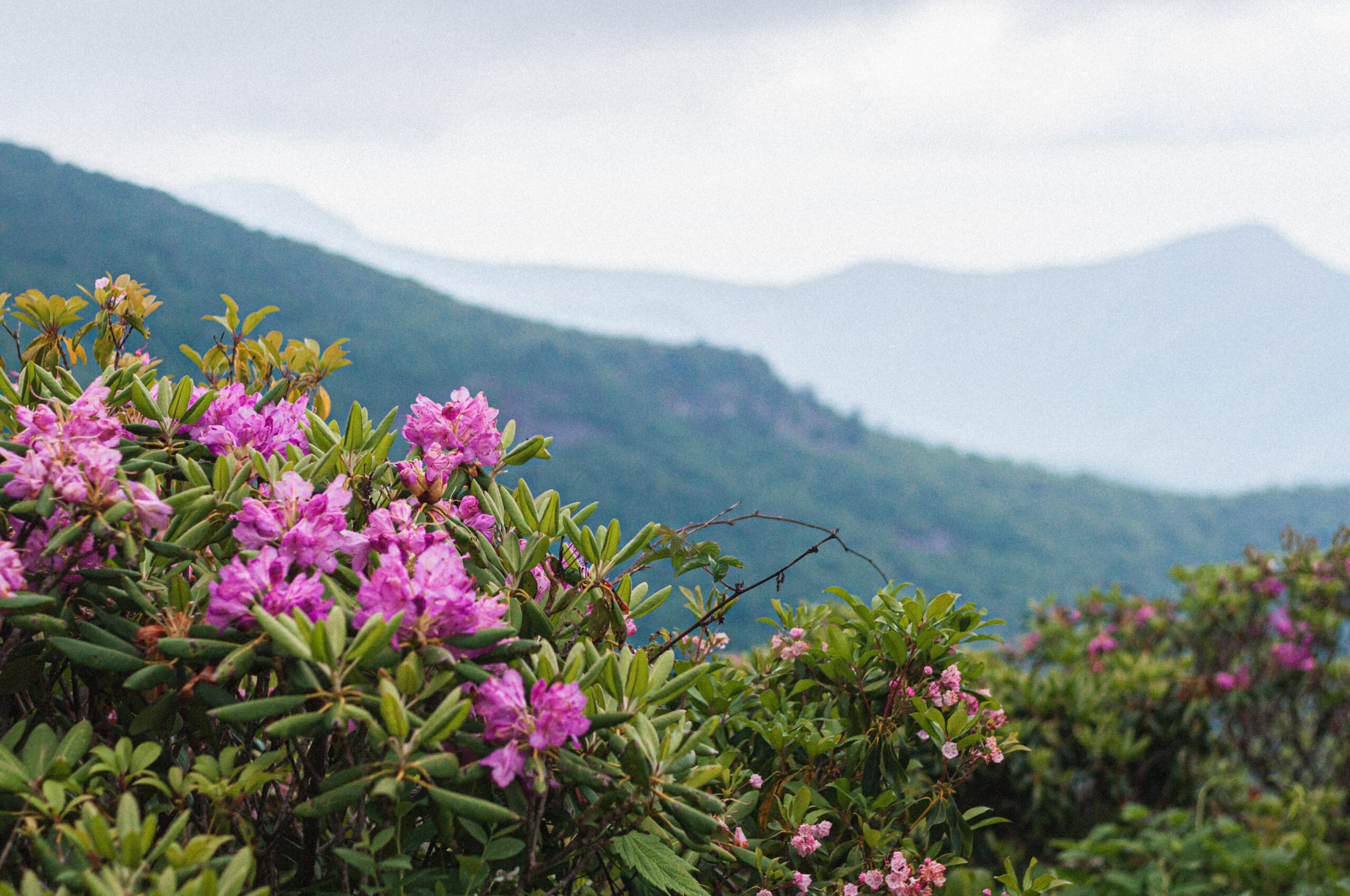 Planning a romantic proposal blue ridge parkway