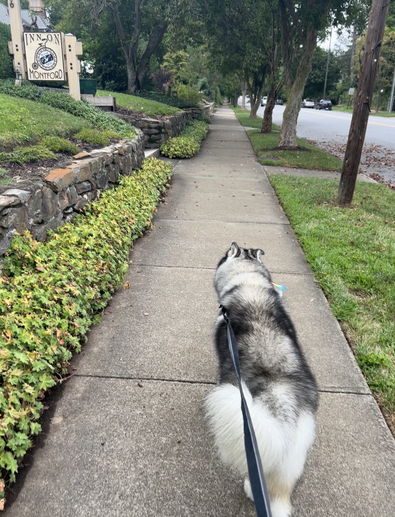 An asheville dog-friendly bed and breakfast