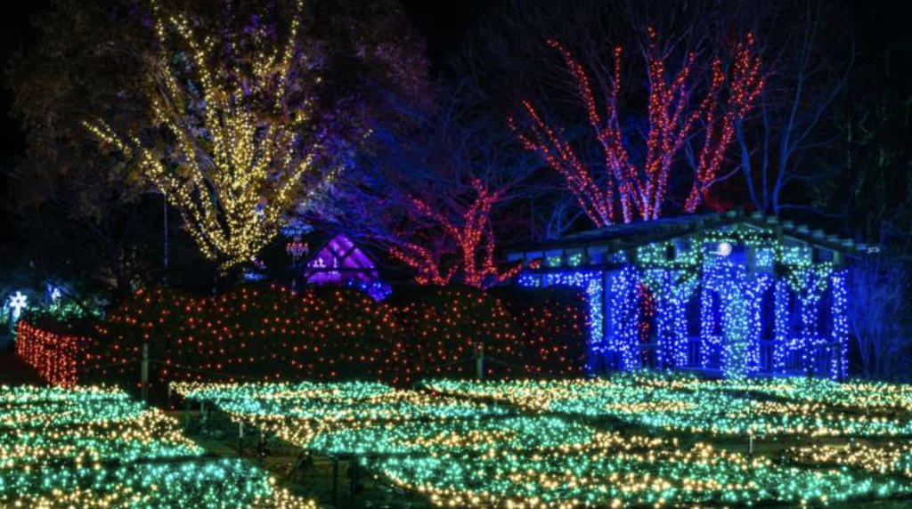 Winter lights display at the North Carolina Arboretum